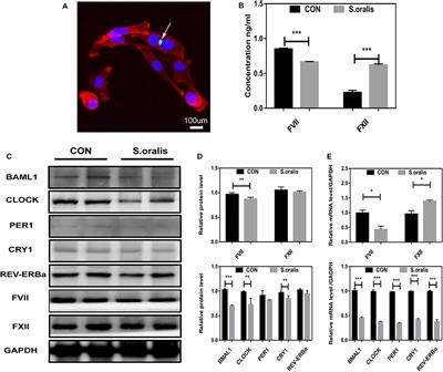 Bmal1 Regulates Coagulation Factor Biosynthesis in Mouse Liver in Streptococcus oralis Infection